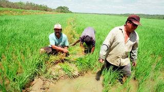 Miembros de la CAN acuerdan fortalecer agricultura familiar y seguridad alimentaria