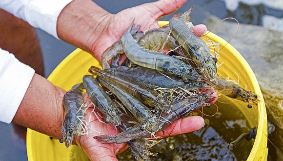 Ecuador posee una industria pesquera/acuícola altamente desarrollada, compartiendo el liderazgo de la región con Chile. En 2022, Ecuador exportó bienes pesqueros (incluye acuicultura) por más de US$ 9 000 millones, siendo el 1º exportador mundial de camarón (US$ 7 300 millones en 2022). (Foto: GEC)