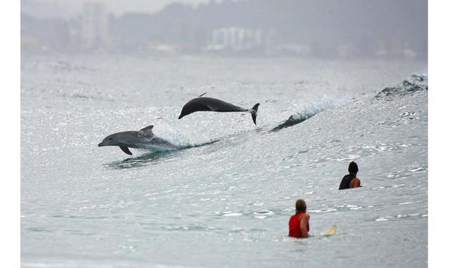 FOTO 3 | FEBRERO. Gold Coast (Asutralia). En febrero todavía es verano es la costa más poblada de Australia, al sur de Queensland, conocida como Gold Coast. A pesar del bullicio, los rascacielos y los centros comerciales, hay 25°C en el agua, ni rastro de