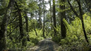 Pequeños bosques urbanos como alternativa para luchar contra el cambio climático