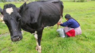 En Arequipa se botan 900,000 litros de leche al alcantarillado cada día debido al bloqueo