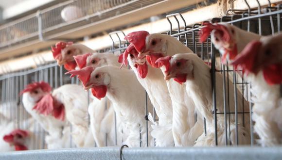 Senasa anuncia vacunación de aves domésticas contra la gripe aviar