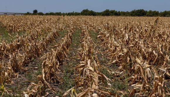 Cultivos de maíz que murieron debido al calor extremo y la sequía durante una ola de calor en Austin, Texas, EE. UU., el lunes 11 de julio de 2022. Fotógrafo: Jordan Vonderhaar/Bloomberg