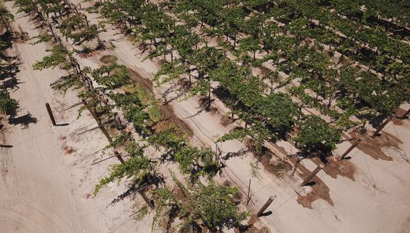 Un campo de uvas regado con riego por goteo (Foto: AFP)