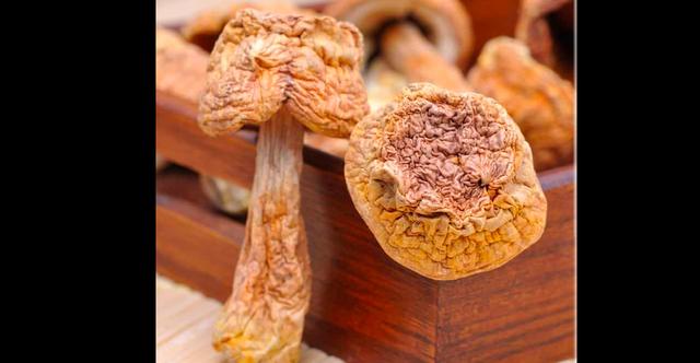 FOTO 4 | 3. Hongos Matsutake