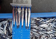 Produce fija límite de captura de anchoveta para este año: ¿de cuánto es?