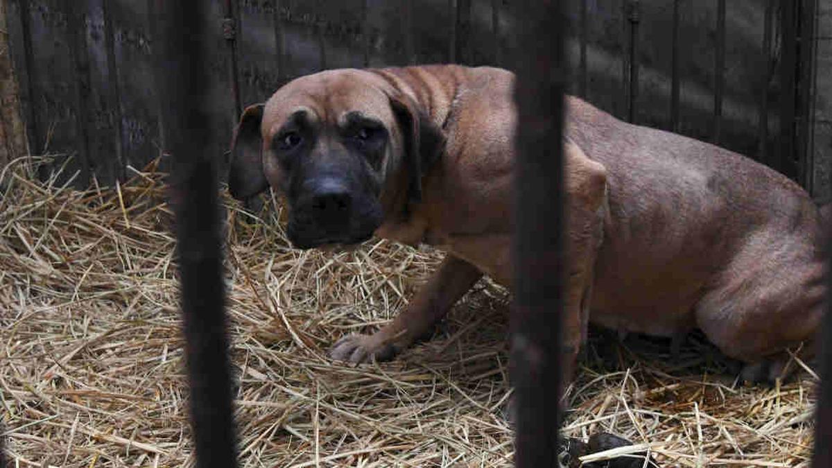 son perros considerados ganado en corea del sur