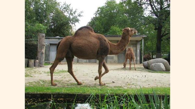 Zoologischer Garten (Berlin Zoo), Berlín, Alemania. “Había miles de animales en magníficos entornos, incluidos muchos animales de climas fríos que solo había visto en los libros o documentarios.”