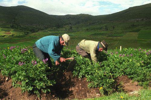 El agro crecería a 4% este año. (Foto: Difusión)