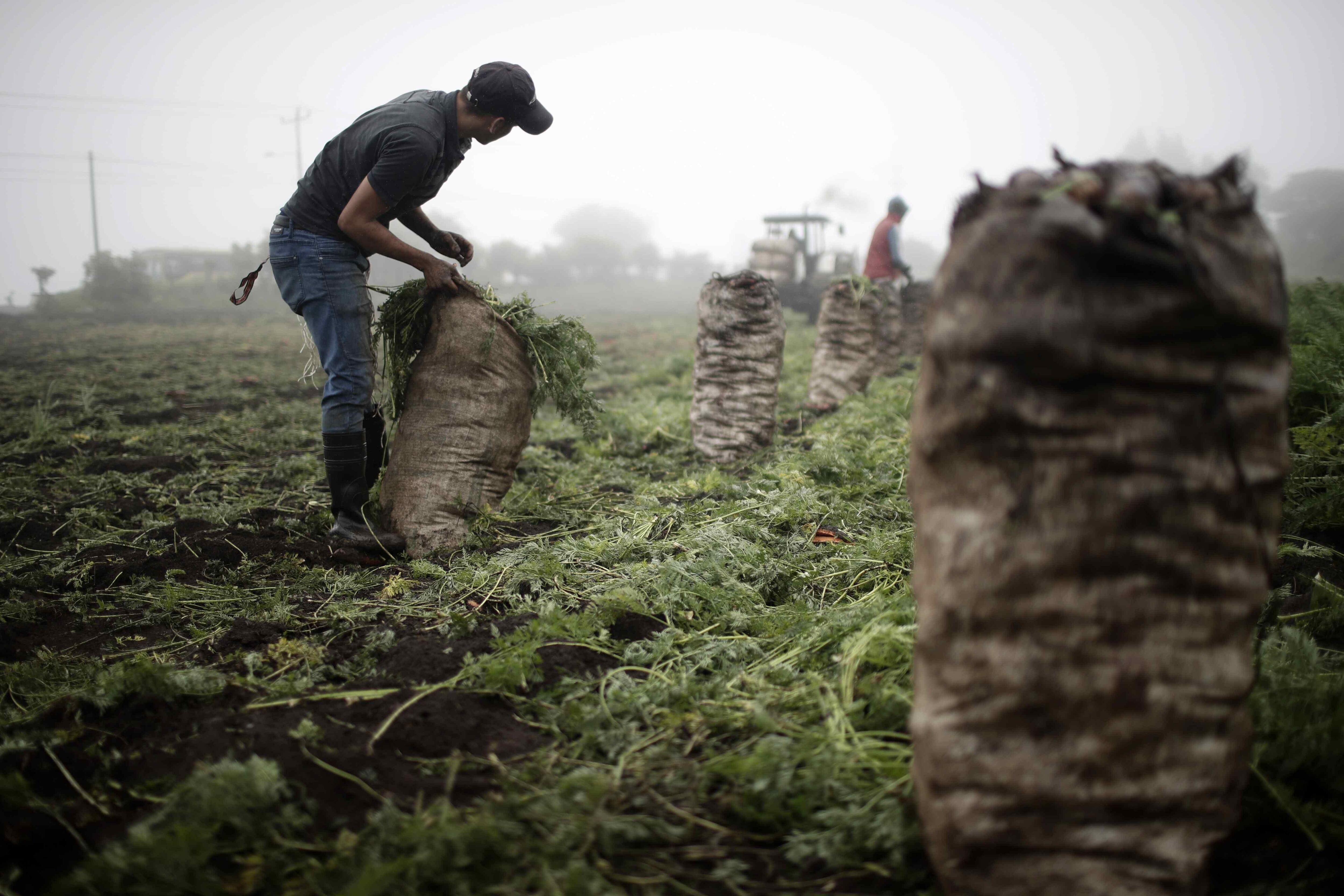 Implementarán programas de emergencia para prevenir las pérdidas y desperdicios de alimentos y monitorearán en forma constante las cadenas logísticas, especialmente aquellas que incluyen dos o más países. EFE/Jeffrey Arguedas