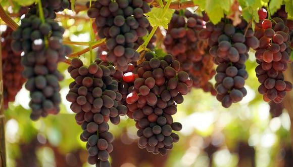 China es el segundo principal mercado para la uva peruana. El mercado asiático podría tomar represalias comerciales de aplicarse restricciones a la importación de prendas de ese país, según ComexPerú.