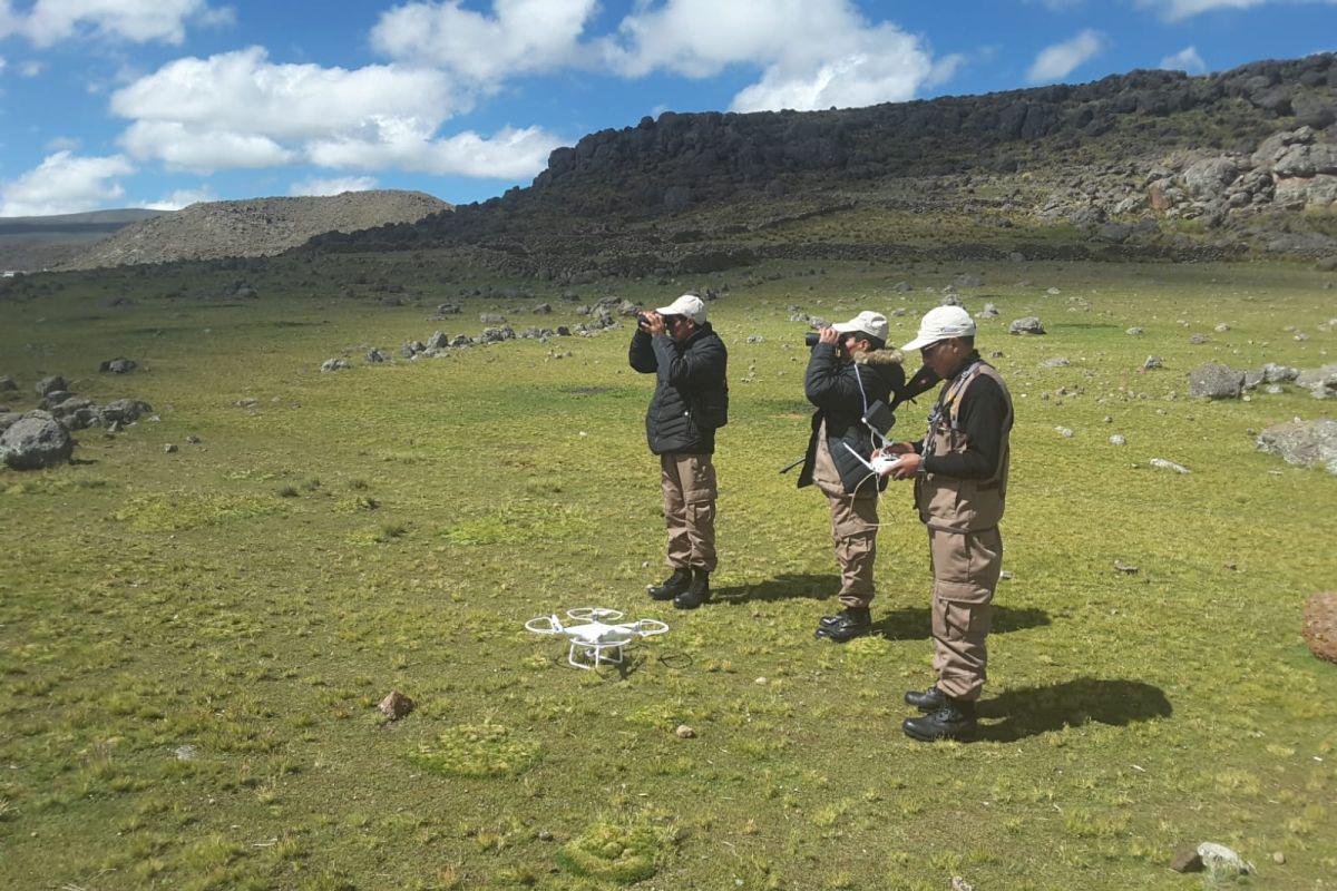 El proyecto es ejecutado por los guardaparques de la Asociación Vicuña de Oro a 4,000 y 5,000 metros sobre nivel mar. (Foto: INIA)
