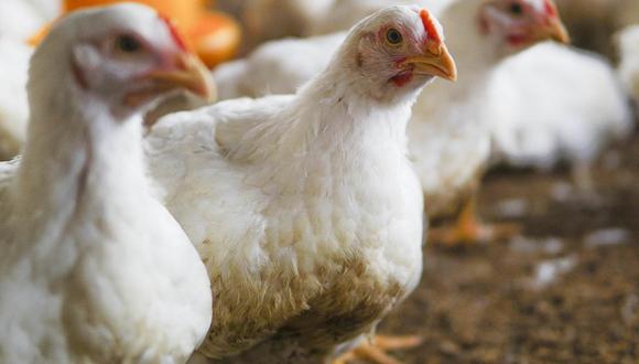 Ante el sacrificio de gallinas ponedoras en Perú, se ha recurrido a la importación.