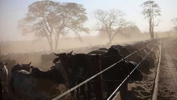 El ganado propiedad del productor brasileño de carne de vacuno Minerva SA pasta con raciones de pienso en un rancho operado por la Cia Agropecuaria Monte Alegre (CMA) en Barretos, Brasil, el martes 21 de agosto de 2012.