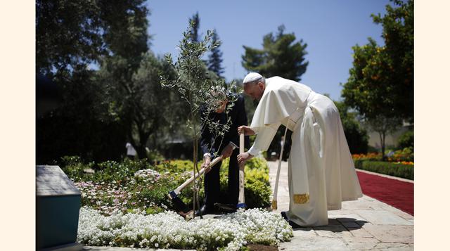 El Papa Francisco planta un olivo, señal de paz, después de la reunión que sostuvo con el presidente de Israel. (Foto:Reuters)
