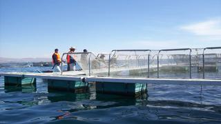 Diamond Andean Trout de Puno se prepara para exportar trucha a Japón y EE.UU.