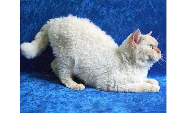 LaPerm. Es una de las razas más inusuales que apareció en 1980 en Estados Unidos. Además de su pelaje rizado, estos gatos tienen otra peculiaridad muy importante: son hipoalérgicos, por lo tanto son perfectos para las familias que tienen personas con aler