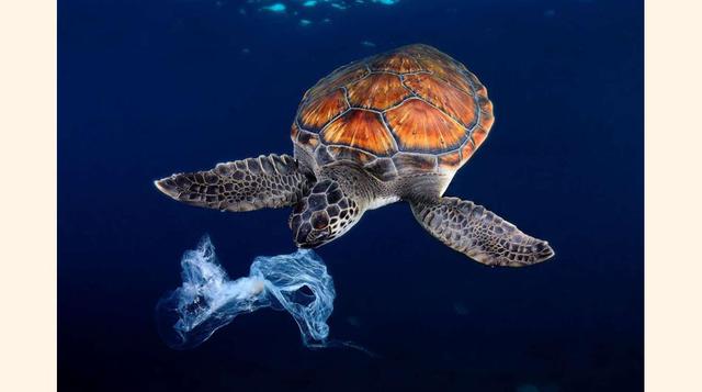 Según informes citados en One Green Planet, más del 50 por ciento de las tortugas marinas está ingiriendo plástico y muriendo a causa de ello.