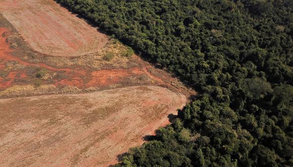 Se calcula que entre 1990 y 2020 el planeta ha perdido una superficie forestal equivalente al territorio que ocupa la Unión Europea.