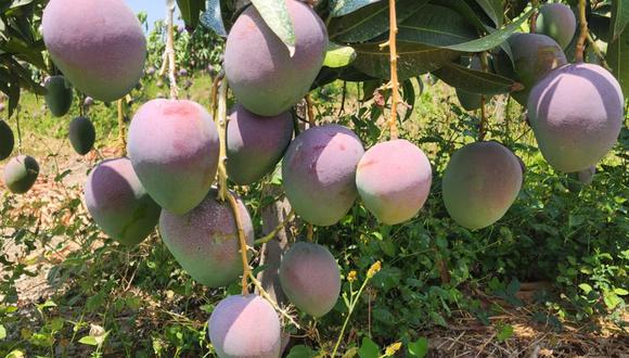 Mango y palta son los principales frutos de exportación de Dominus. (Foto: Dominus).