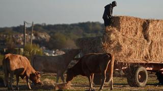 Una sequía "nunca vista" angustia a los ganaderos en Portugal