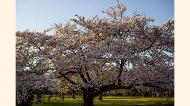 Tokio, Japón. No hay nada más bonito que unos cerezos en flor. Prepara una visita a Japón en primavera y participa en la centenaria tradición de hanami, que consiste en visitar parques con cerezos en flor y organizar bajo los mismos fiestas en las que se 