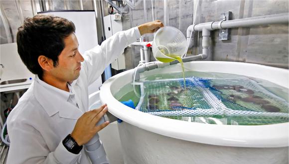 Proyectos de innovación pesquera y acuícola competirán por fondos de financiamiento. (Foto: Difusión)