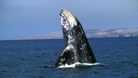 Avistamiento de ballenas. (Foto: Difusión)