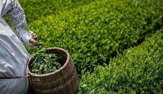 FOTO 7 | Té verde. Es un antioxidante en toda regla que es bueno para prevenir enfermedades cerebrales y relacionadas con el corazón.