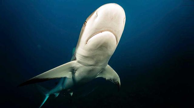 6. Medir el equipo para iluminaciónCuando la gente ve el vientre de un pez, dice Lowy, se puede determinar cómo fue iluminado. “Con todas estas cámaras nuevas, se puede tomar fotografías de alta sensibilidad ISO y con el color correcto, pero aún se puede 