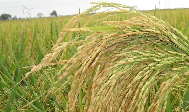 En el 2016, ingresaron 360,640 toneladas de arroz al Mercado de Santa Anita en Lima, cifra menor en 9% respecto a lo registrado en el 2015 (395,080 toneladas). De estos ingresos, el 23.1% fue importado y el resto arroz nacional (76.9%).