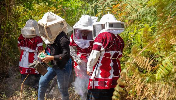 México tiene una de cada 10 especies de abejas conocidas en el mundo y solo en Chiapas hay unas 500 nativas, la cuarta parte de la diversidad del país, según indicó a EFE el investigador Remy Vandame, de Ecosur | Foto: EFE
