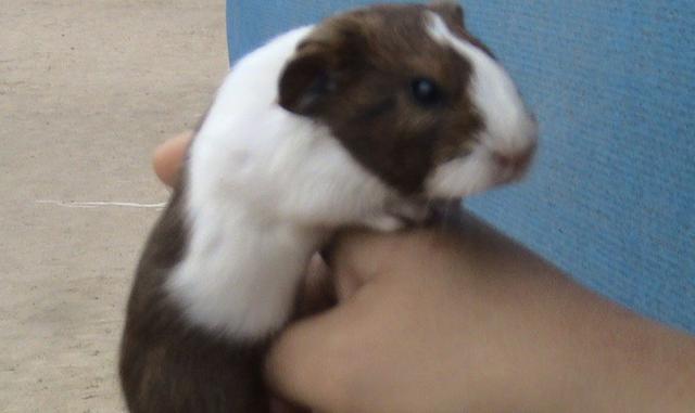 5-      El cuy se exporta bajo la presentación de empacado al vacío. Por lo general, se exportan carcazas de 700 a 800 gramos, para lo cual, el cuy de granja debió haber pesado vivo entre 1200 a 1300 gramos.