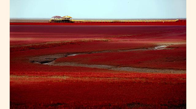"Playa Roja" (reserva natural de Hekou Shuangtai, China). Una planta del género botánico de fanerógamas llamada Suaeda se aposenta en las orillas y zonas bajas del río Liaohe, dándole ese color rojo carmesí durante septiembre.
