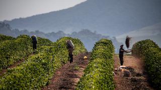 Café avanza ante previsiones de cultivos más secos en Brasil