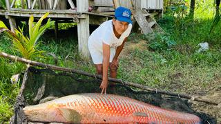 El paiche, uno de los pescados más grandes alista su salida al mercado internacional