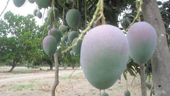 Agrícola Chavín se provee de aproximadamente 800 pequeños y medianos agricultores de mango, fresa, palta, entre otros productos. (Foto: USI)