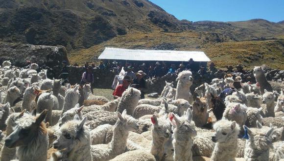 El 25% de los criadores alpaqueros son mujeres y habitan zonas altoandinas, que se encuentran ubicadas por encima de los 4,000 m.s.n.m. (Foto: Midagri)