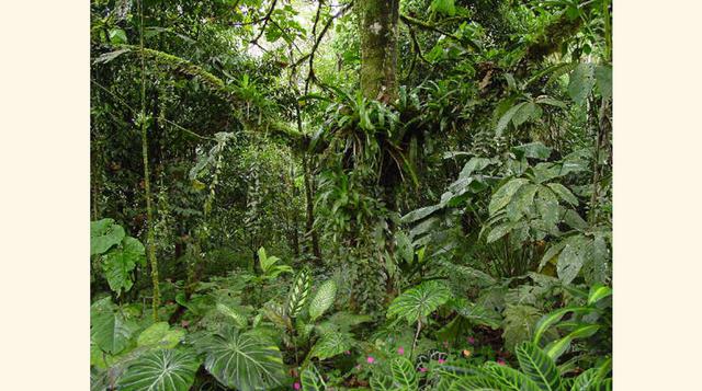 África Oriental, 12 millones de ha. Hasta el 2010, el bosque del este de África había sido depredado en 20.6%, según The East African. La razón es el amplio comercio maderero. Las constantes sequías en la región son una de las consecuencias de la deforest