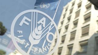 FAO: el mundo está lejos de cumplir objetivos de alimentación sostenible
