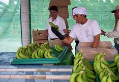 CAN: en países andinos se estandarizará el diagnóstico del hongo que pondría en riesgo el banano