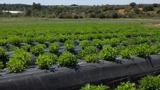 Cayaltí se une al negocio de la stevia en Perú con 550 hectáreas