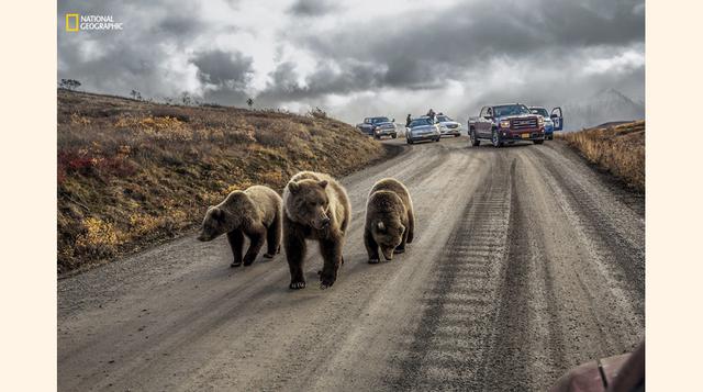 Atasco de osos en Denali. (Foto: Aaron Huey / National Geographic)