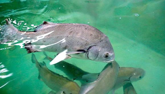 La chita sería una de las especies marinas que Seacorp tiene en su radar de diversificación. Foto: Difusión