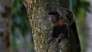 Perú es el sétimo país del mundo con mayor deforestación de bosques primarios