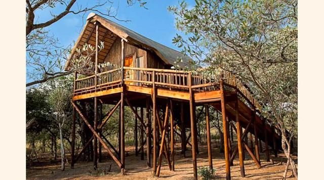 Debajo de esta increíble casa del árbol pasan búfalos, cebras y avecitas de la vida salvaje. Limpopo, Sudáfrica. (Foto: Airbnb)