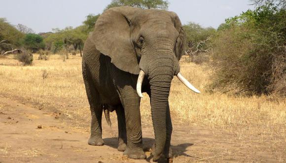 El portavoz del Fondo Internacional para el Bienestar Animal (IFAW), Luckmore Safuli, declaró a EFE que el parque “ha estado registrando una gran cantidad de muertes de elefantes y vida silvestre” por “una grave escasez de agua”. (Foto: Pixabay)