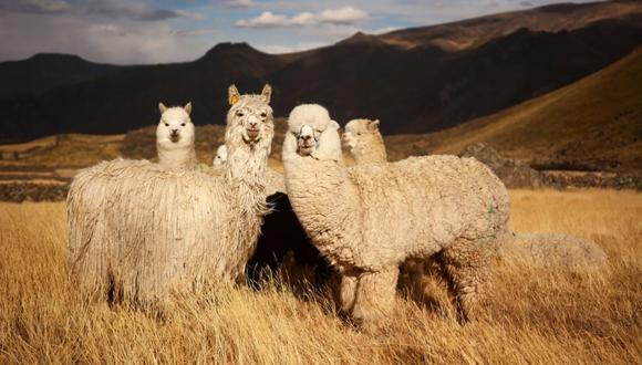 Estados Unidos, China e Italia destacaron entre los principales destinos de exportación de los productos peruanos de alpaca. (Foto: Andina)