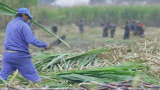 OEFA asumirá fiscalización ambiental del sector azucarero