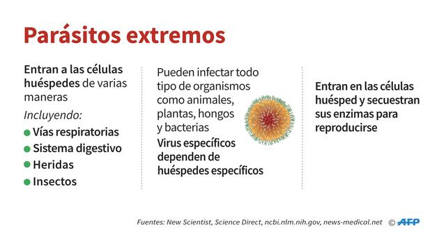 FOTO 5 |  Parásitos extremos. Entran a las células
huéspedes de varias maneras. Incluyendo: Vías respiratorias, Sistema digestivo, Heridas, Insectos, etc.